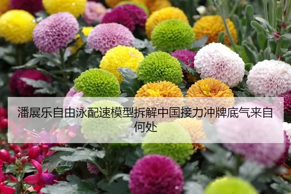 潘展乐自由泳配速模型拆解中国接力冲牌底气来自何处