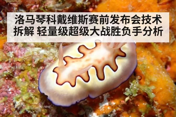 洛马琴科戴维斯赛前发布会技术拆解 轻量级超级大战胜负手分析